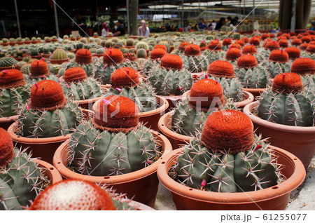 Selected focused on a group of small and colourful cactus planted in small plastic pots. The small cactus suitable to used as an indoor decoration. Sales of this cactus are a source of income for farm Selected focused on a group of small and colourful cactus planted in small plastic pots. The small cactus suitable to used as an indoor decoration. Sales of this cactus are a source of income for farm 61255077