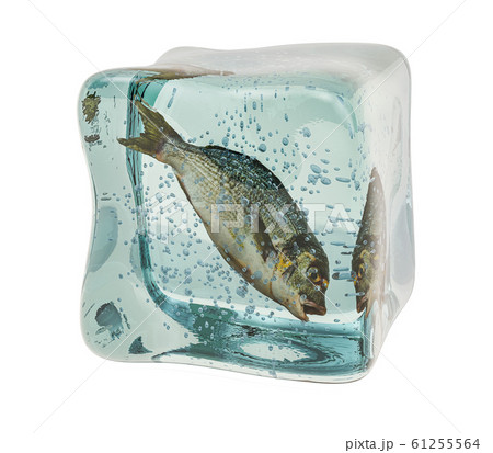 Raw dorade fish frozen in ice cube, 3D rendering Raw dorade fish frozen in ice cube, 3D rendering 61255564