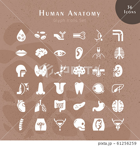 Set of vector icons of internal human organs in a 61256259
