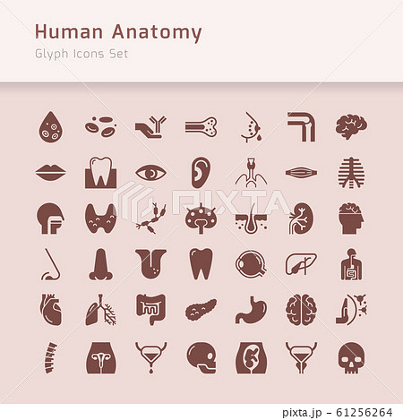 Set of vector icons of internal human organs in a Set of vector icons of internal human organs in a 61256264