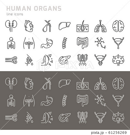 Set of vector icons of internal human organs in a Set of vector icons of internal human organs in a 61256269