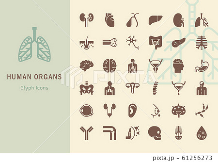 Large set of linear vector icons of human organs 61256273