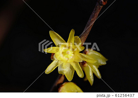 ロウバイ Chimonanthus praecox ロウバイ Chimonanthus praecox 61256437