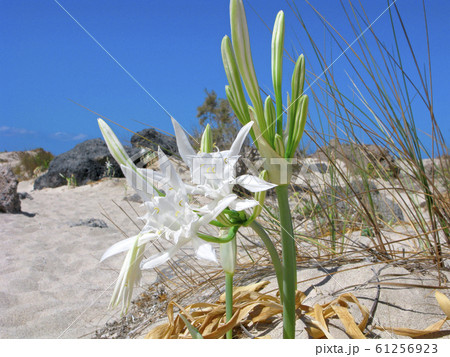 Sand lilies, sea daffodils, Pancratium maritimum 61256923