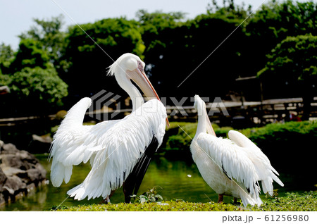 ペリカン 61256980