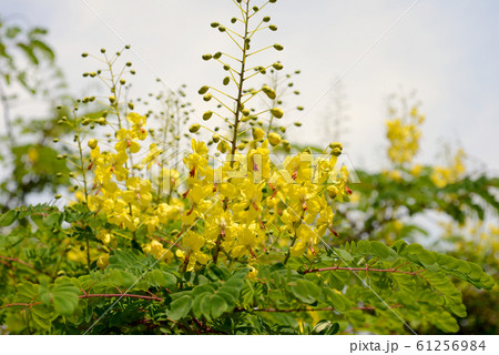 ジャケツイバラ 61256984