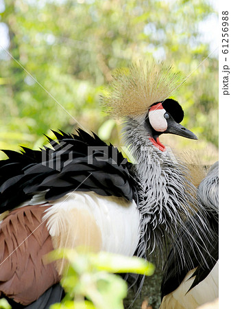 ホオジロカンムリヅル ホオジロカンムリヅル 61256988