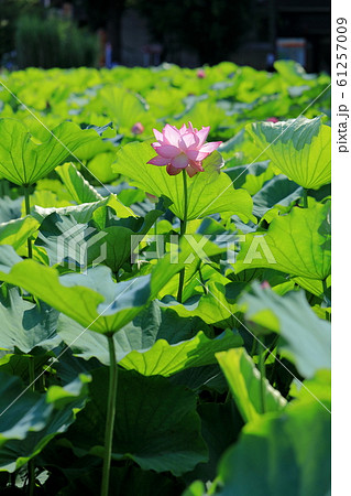蓮の花 蓮の花 61257009