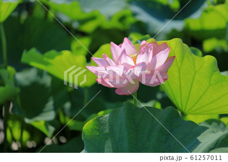 蓮の花 61257011