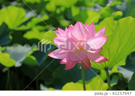 蓮の花 蓮の花 61257047