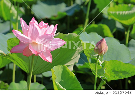 蓮の花 蓮の花 61257048