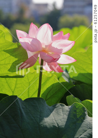 蓮の花 蓮の花 61257049