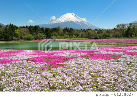 富士山と芝桜 ③ 富士山と芝桜 ③ 61258027