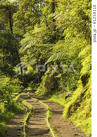 ニュージーランド　カランガハケ渓谷　線路跡 61258116