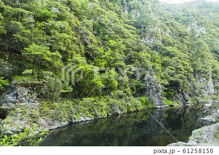 ニュージーランド　カランガハケ渓谷 61258156