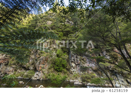 ニュージーランド　カランガハケ渓谷 61258159