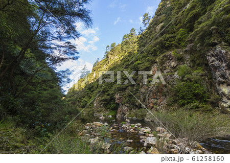 ニュージーランド　カランガハケ渓谷 61258160