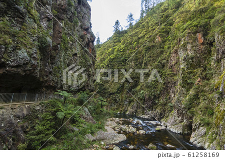 ニュージーランド　カランガハケ渓谷 61258169