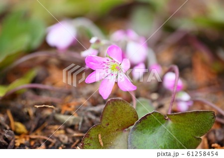 オオミスミソウの花 オオミスミソウの花 61258454