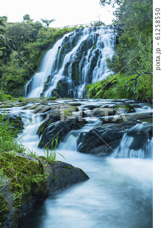ニュージーランド カランガハケ渓谷 オファロア滝 ニュージーランド カランガハケ渓谷 オファロア滝 61258550