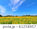 ひまわり畑 61258957
