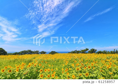 ひまわり畑 61258957