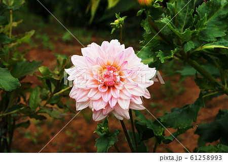 ダリア Dahlia ダリア Dahlia 61258993