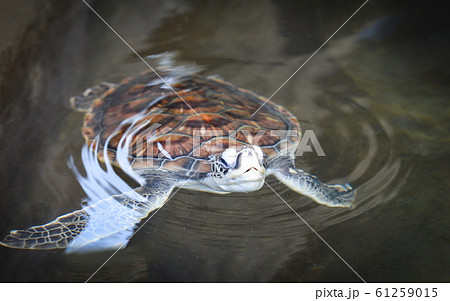green turtle farm and swimming on water pond / 61259015
