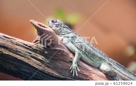 Chinese Green Water Dragon on branch tree Chinese Green Water Dragon on branch tree 61259024