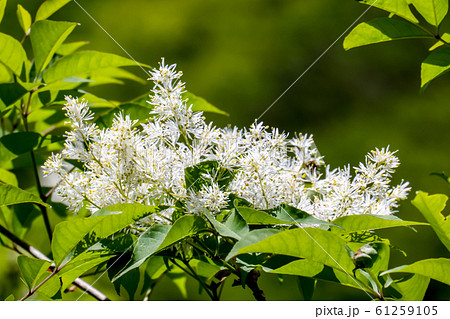 新緑に映えるアオダモの花 バットの木 抱返り渓谷 昼間 春 横の写真素材