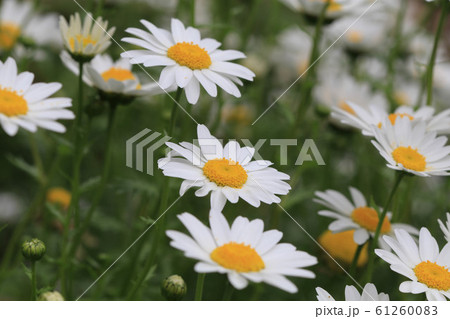 ノースポール 61260083