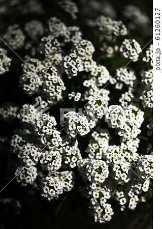 イベリスの白い花 61260127