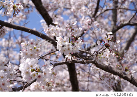 伊豆長岡 源氏山公園の桜の写真素材