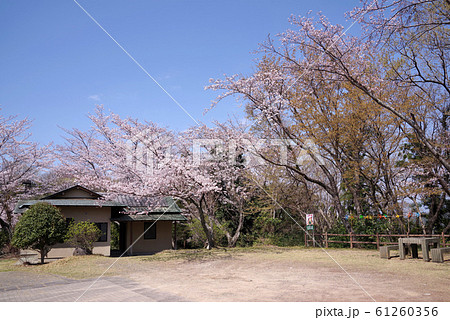 伊豆長岡 源氏山公園の桜の写真素材