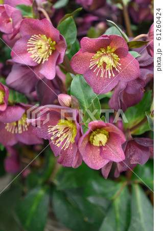 クリスマスローズ 61260424