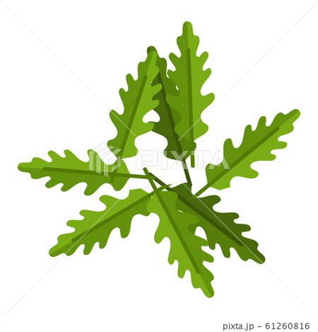 Heap of arugula leaves flat icon vector isolated 61260816
