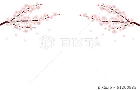 桜 木 枝 桜 木 枝 61260935