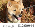 紅葉した草むらの中の柴犬 61260944