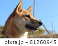 遠くを見つめる柴犬 61260945