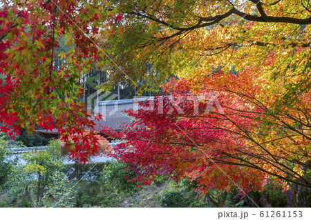 京都　正伝寺（しょうでんじ）の紅葉　　 61261153