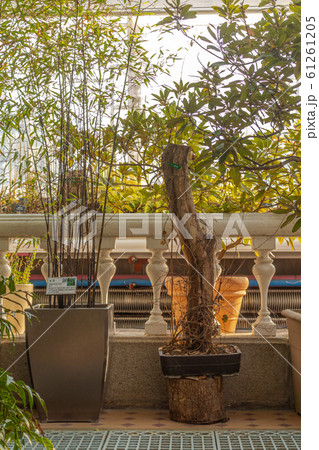 樹木 高度 観光 61261205