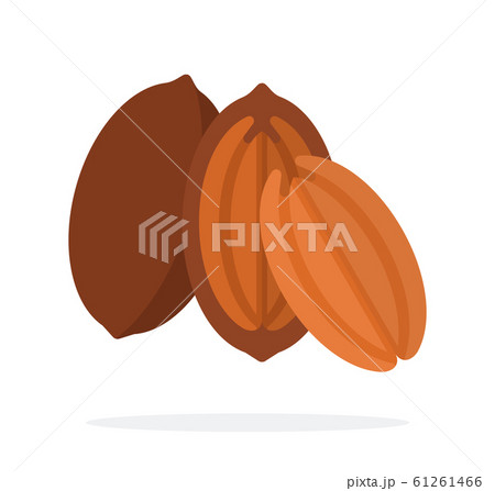 Pecan in the shell, half pecan and the kernel of the pecan flat isolated Pecan in the shell, half pecan and the kernel of the pecan flat isolated 61261466