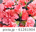 カーネーション 61261904