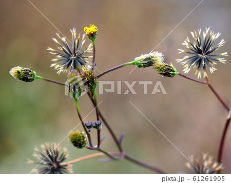 センダングサの花と種 61261905