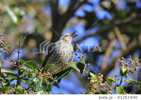 トウネズミモチの実をついばむヒヨドリ　　　 61261940