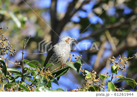 トウネズミモチの実をついばむヒヨドリ　　　 61261944