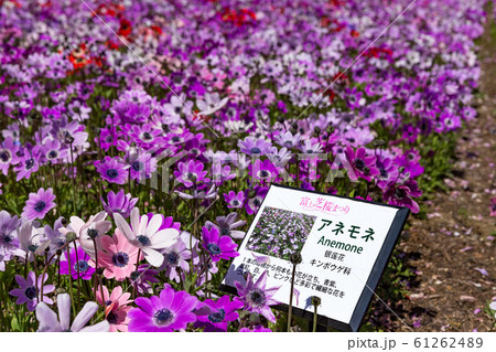 富士本栖湖リゾート富士芝桜まつり アネモネの写真素材