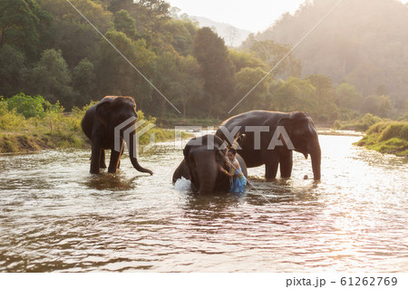 Asian girl and Asian elephants Asian girl and Asian elephants 61262769