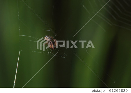 生き物　蜘蛛　マルゴミグモ、名前と違って少し細長いお腹。こちらはメスより一回り小さいオス 61262829