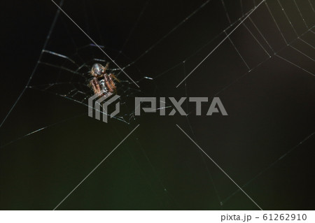 生き物　蜘蛛　マルゴミグモ（オス）、先端が玉のようになっている触肢は成熟したオスの印 61262910